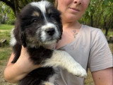Kala, chiot femelle à adopter en association