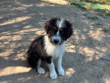 Kala, chiot femelle à adopter en association