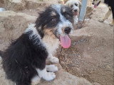 Kala, chiot femelle à adopter en association