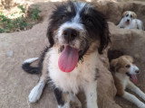 Kala, chiot femelle à adopter en association