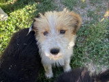 Lala, chiot femelle à adopter en association