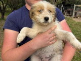 Lala, chiot femelle à adopter en association