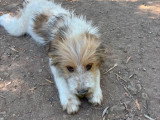 Lala, chiot femelle à adopter en association