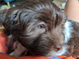 3 adorables chiots Bichons Havanais à vendre