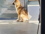 Chienne adulte Golden croisée Berger à donner