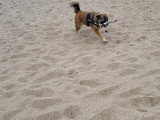 Chienne adulte Golden croisée Berger à donner