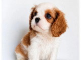 Chiot Cavalier King Charles mâle Blenheim LOF à vendre né en avril 2026