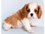 Chiot Cavalier King Charles mâle Blenheim LOF à vendre né en avril 2026