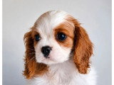Chiot Cavalier King Charles mâle Blenheim LOF à vendre né en avril 2026