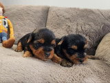 2 chiots Yorkshire mâles à réserver nés en juin 2026 (non LOF)