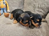 2 chiots Yorkshire mâles à réserver nés en juin 2026 (non LOF)