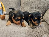 2 chiots Yorkshire mâles à réserver nés en juin 2026 (non LOF)