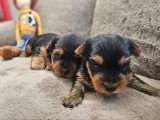 2 chiots Yorkshire mâles à réserver nés en juin 2026 (non LOF)