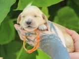7 chiots Golden Retriever LOF nés en juin 2026 à réserver
