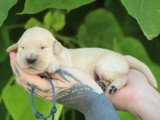 7 chiots Golden Retriever LOF nés en juin 2026 à réserver