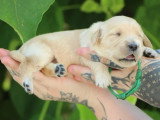 7 chiots Golden Retriever LOF nés en juin 2026 à réserver