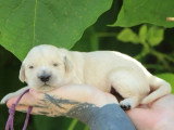 7 chiots Golden Retriever LOF nés en juin 2026 à réserver