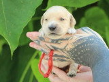 7 chiots Golden Retriever LOF nés en juin 2026 à réserver