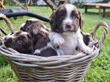 Chiots English Springer Spaniel à vendre