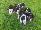 Chiots English Springer Spaniel à vendre