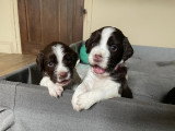 Chiots English Springer Spaniel à vendre