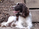 Chiots English Springer Spaniel à vendre