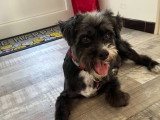 Coco, Caniche adulte à adopter en association