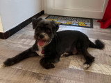 Coco, Caniche adulte à adopter en association