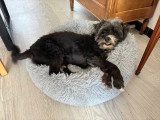 Coco, Caniche adulte à adopter en association