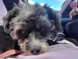 Coco, Caniche adulte à adopter en association