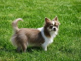 Superbe femelle Chihuahua lilas et blanc à poil long avec pedigree à vendre
