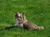 Superbe femelle Chihuahua lilas et blanc à poil long avec pedigree à vendre