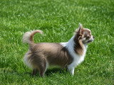 Superbe femelle Chihuahua lilas et blanc à poil long avec pedigree à vendre