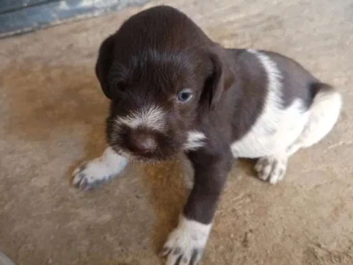 Chiot Drahthaar mâle marron et blanc non LOF né en mai 2026 à vendre