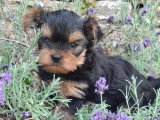 2 chiots Yorkshire non LOF nés en mai 2026 à vendre