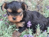 2 chiots Yorkshire non LOF nés en mai 2026 à vendre