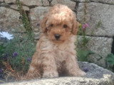 Chiot Caniche mâle non LOF né en mai 2026 à vendre