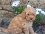 Chiot Caniche mâle non LOF né en mai 2026 à vendre