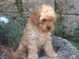 Chiot Caniche mâle non LOF né en mai 2026 à vendre