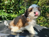 Chiots Shih Tzu mâles à vendre