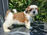 Chiots Shih Tzu mâles à vendre