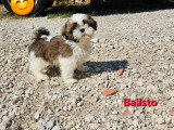 Chiots Shih Tzu mâles à vendre