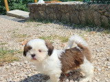 Chiots Shih Tzu mâles à vendre