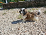 Chiots Shih Tzu mâles à vendre
