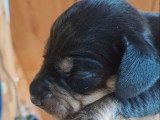 Chiots Teckel à poil dur à vendre