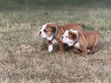 Chiots Bouledogue Anglais LOF à vendre
