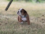 Chiots Bouledogue Anglais LOF à vendre