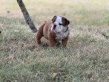 Chiots Bouledogue Anglais LOF à vendre
