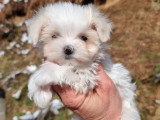 Trois chiots femelles Bichon Maltais LOF nés en mai 2026 à vendre