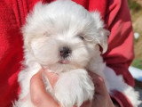 Trois chiots femelles Bichon Maltais LOF nés en mai 2026 à vendre